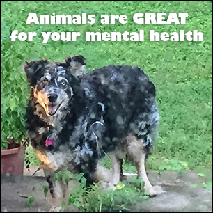Animals are GREAT for your mental health!